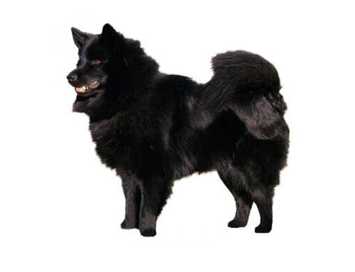 Swedish lapphund for sale best sale near me